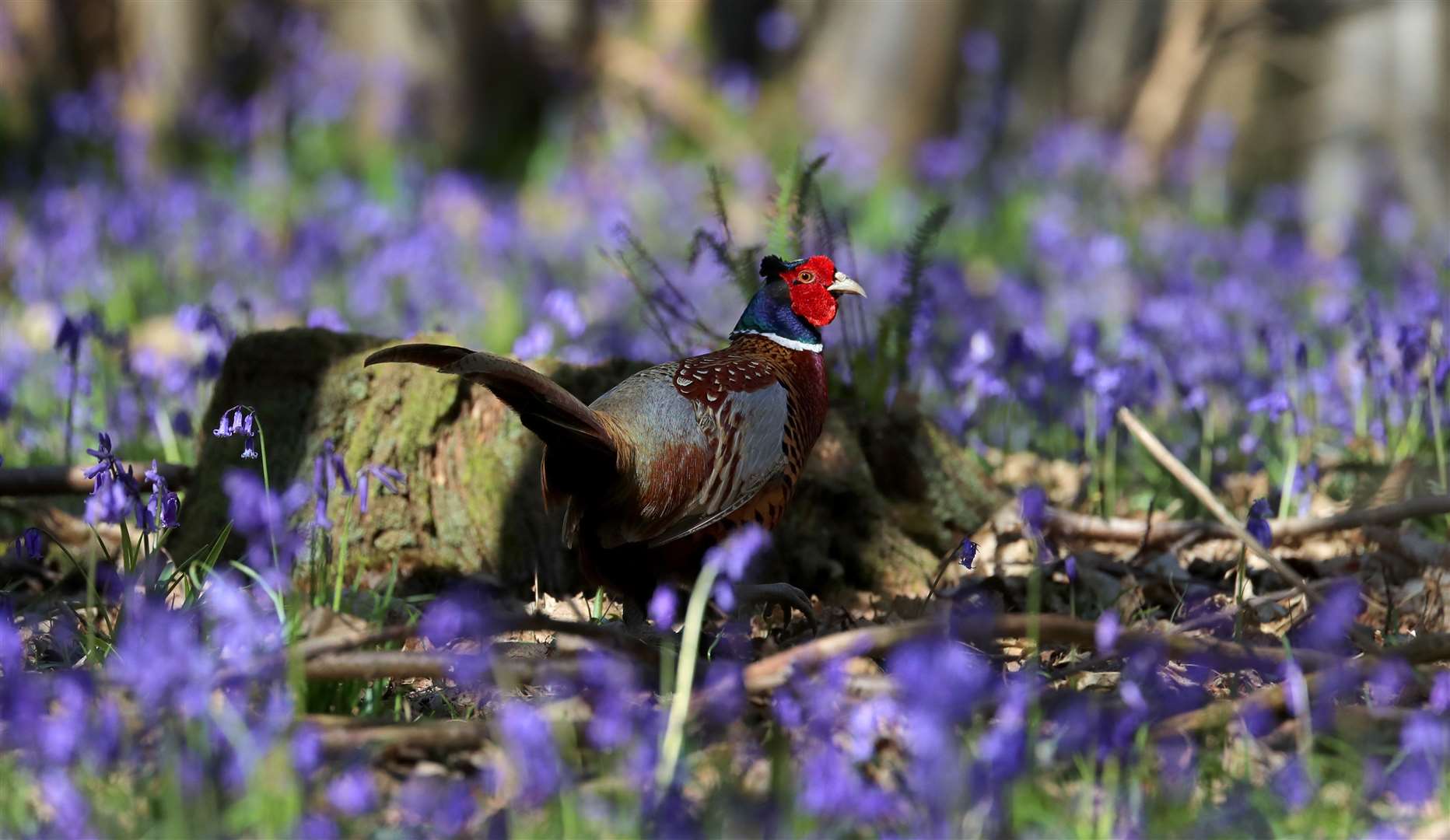 One case which led to a dispute involved a delay due to a train hitting a pheasant (Gareth Fuller/PA)