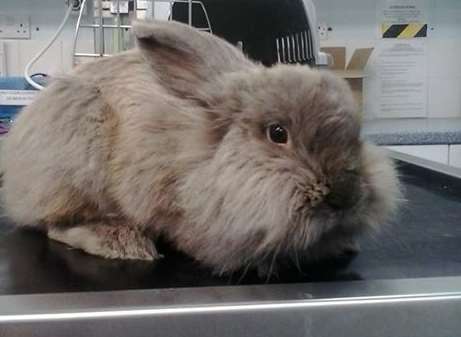 Peter the rabbit went missing from Challock and turned up in Kennington
