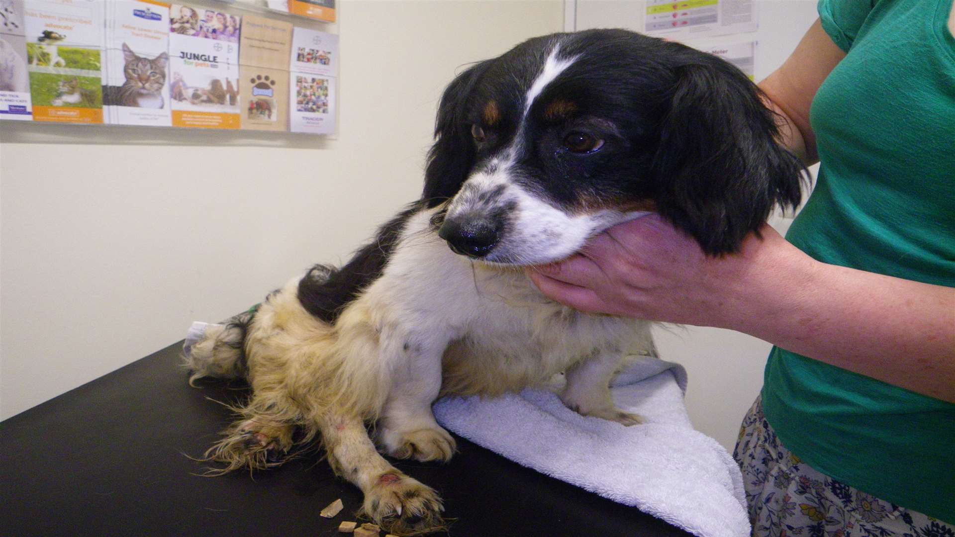 The spaniel type dog was found after a member of the public saw a car acting suspiciously in the area and, after it drove off, they went to investigate.