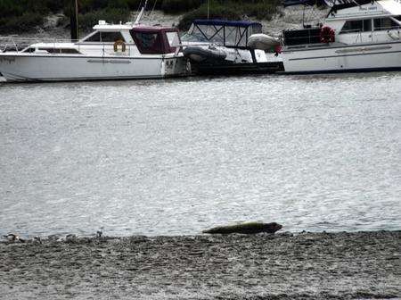 Seal on the banks of the River Medway today at the Medway Valley Leisure Park, Strood. Picture: Angela Jarrett