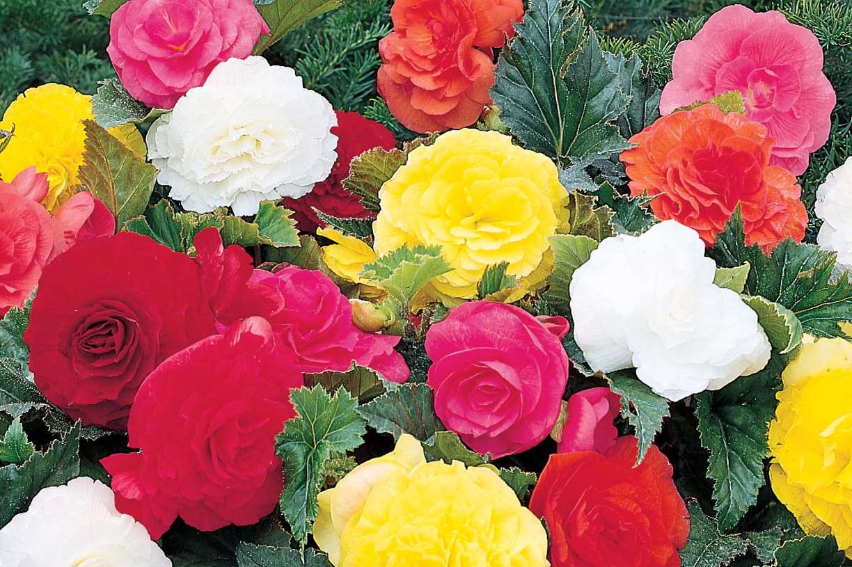 Begonia's were ripped out of planters at Naylar & Son Funeral Directors, google image.