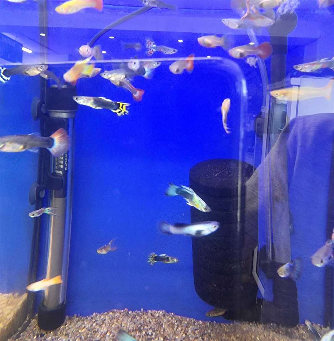 The aquarium has multiple species of fish on offer for visitors