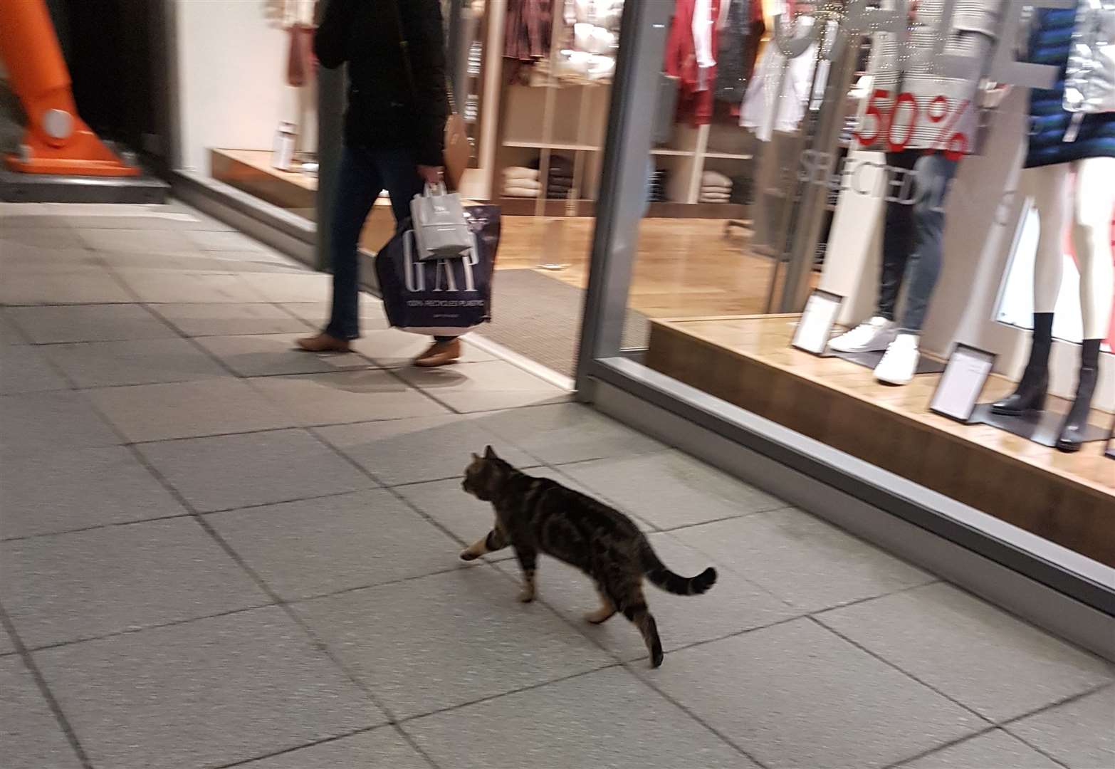 Tyson the Asda Cat strolls along the Outlet's promenade. Picture: Jack Jarvis