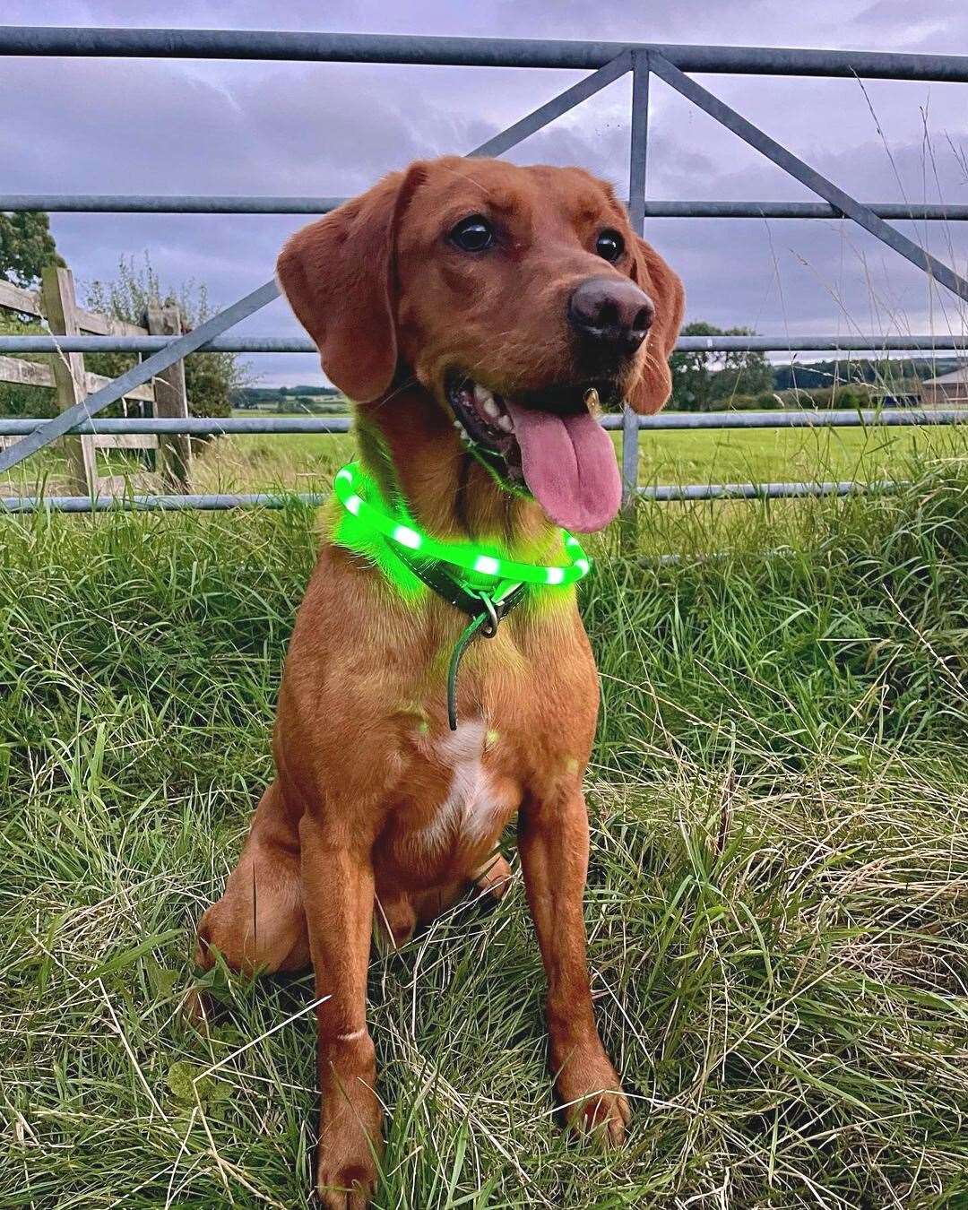A dog wearing a LED collar. Picture: PDSA