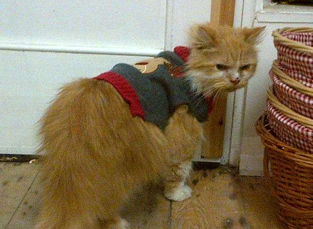 Pumpkin was last spotted wearing his Christmas jumper