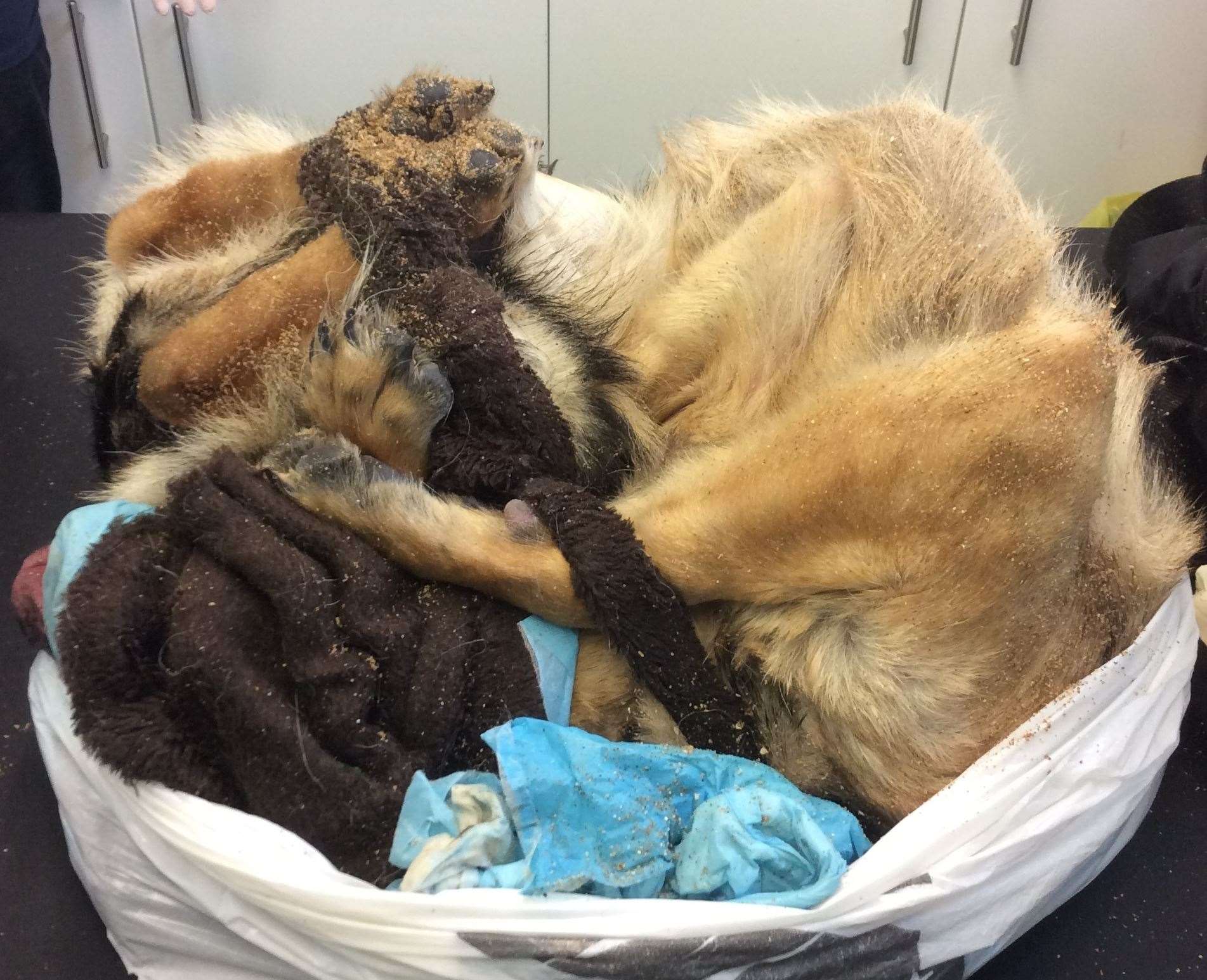 The RSPCA is now pleading for witnesses to come forward. Picture: RSPCA (13009013)