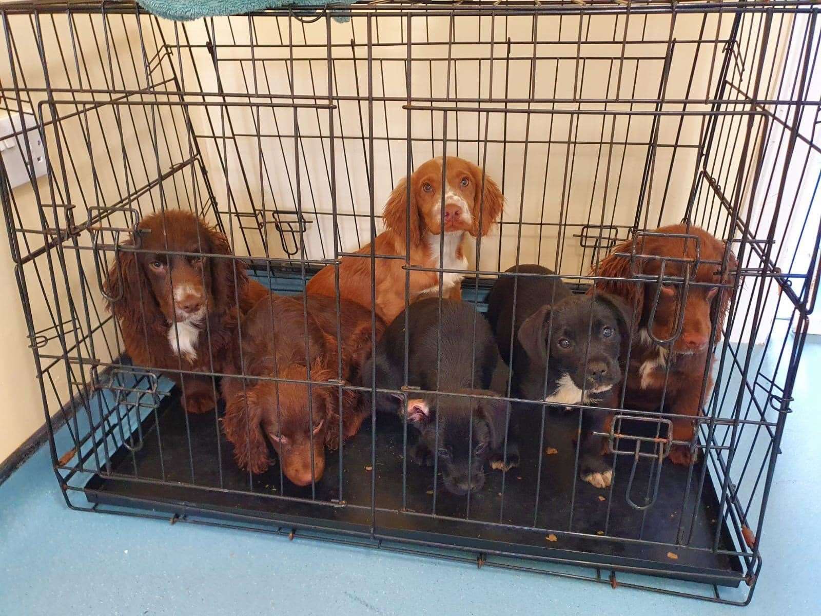 Chester was found on a grassy verge in this cage with his siblings. Picture: RSPCA and Surrey Police
