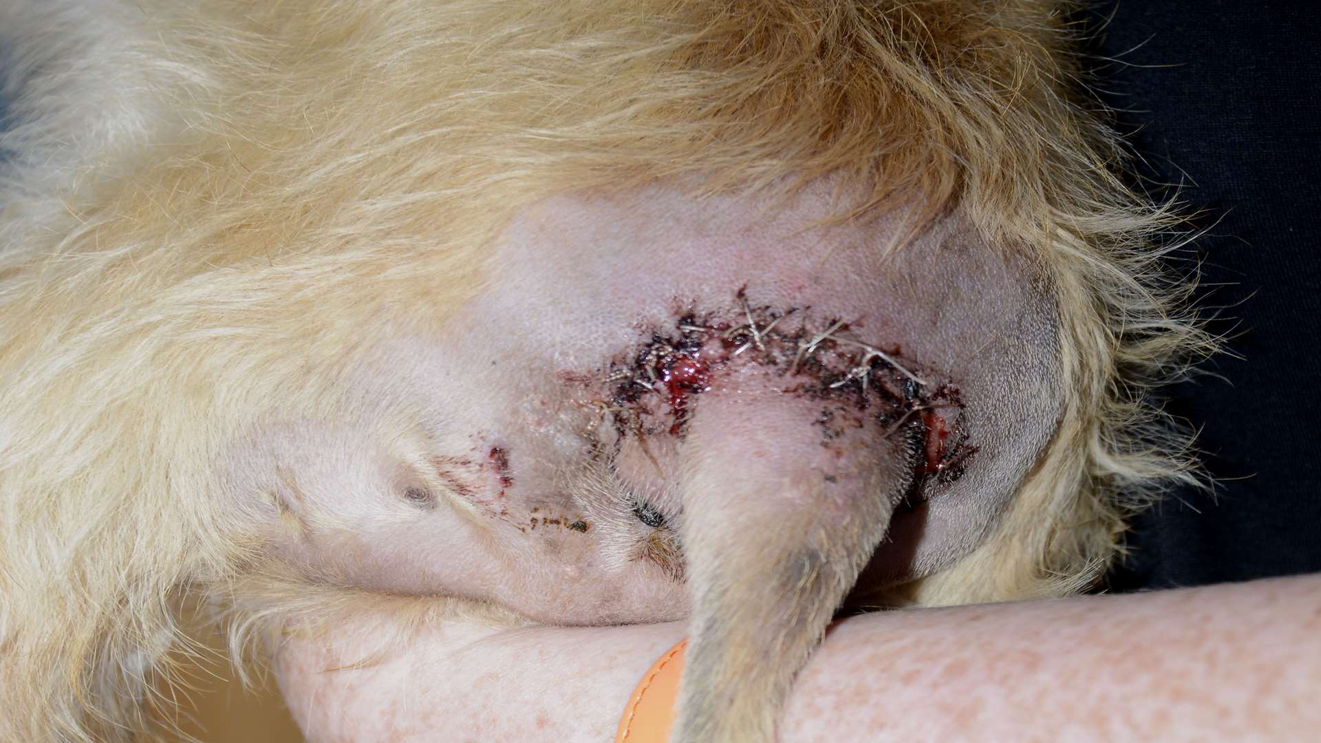 Molly needed 18 stitches after she was bitten by another dog