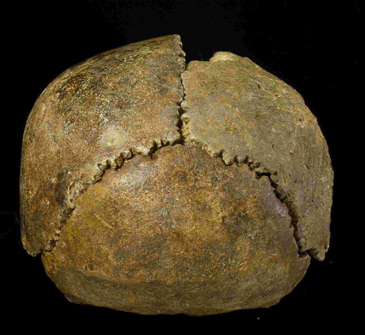 The Swanscombe Skull found at Barnfield Pit, Swanscombe. Photo: Natural History Museum