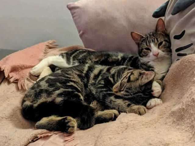 Cid and Steve are extremely bonded. Photo: RSPCA Leybourne