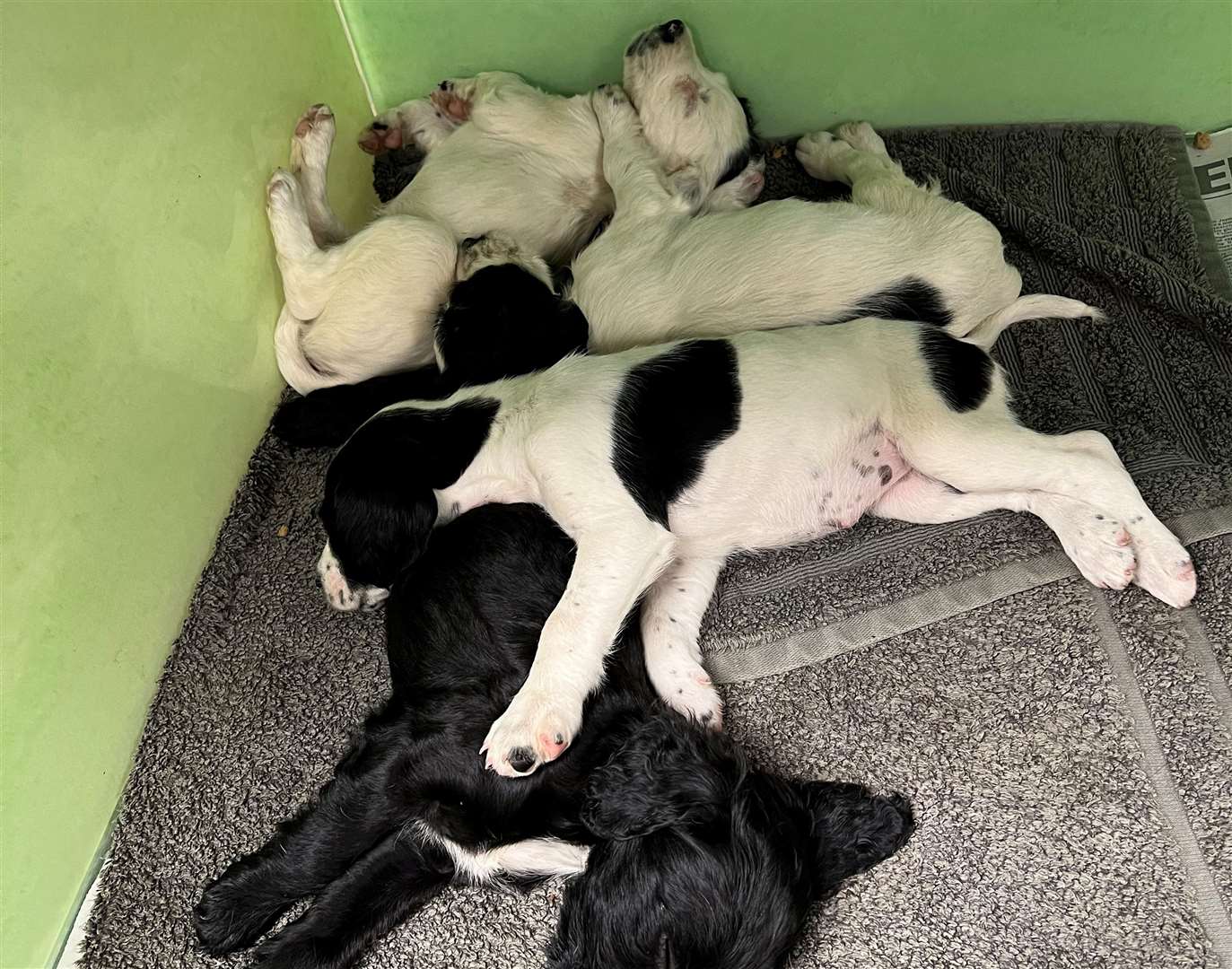 The four spaniel puppies sleeping. Picture: Medivet