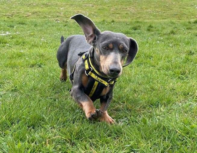 Nina is a smooth-haired dachshund. Pic: Dogs Trust