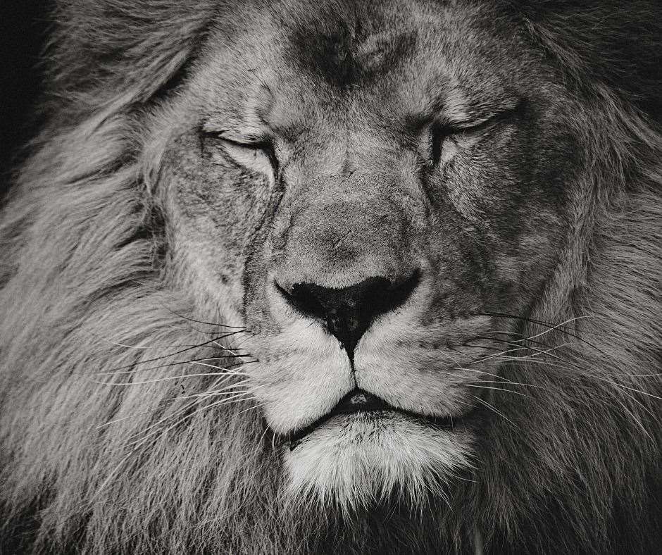 Adras, head of lion pride at Port Lympne, has died. Picture: Port Lympne