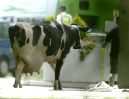 Lucky cow! Starring role for this bovine in cheesey pop video