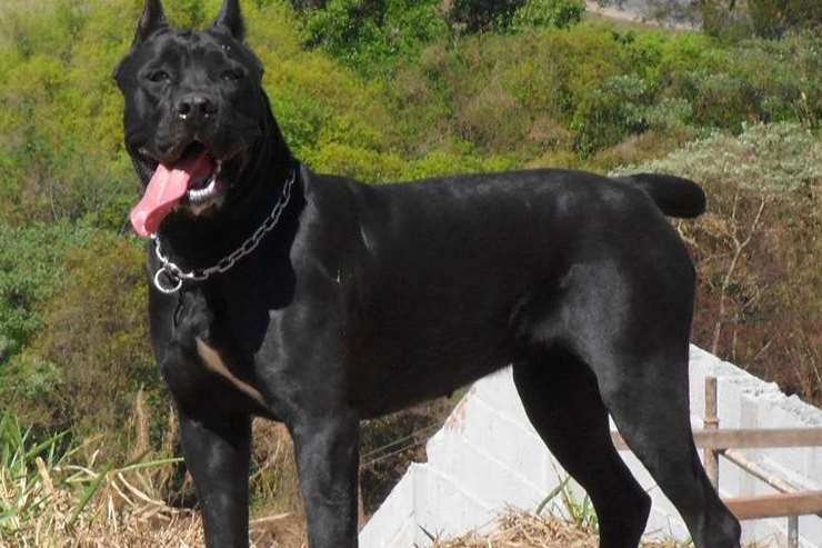 A Cane Corso, the breed of dog which attacked Carol Decarteret