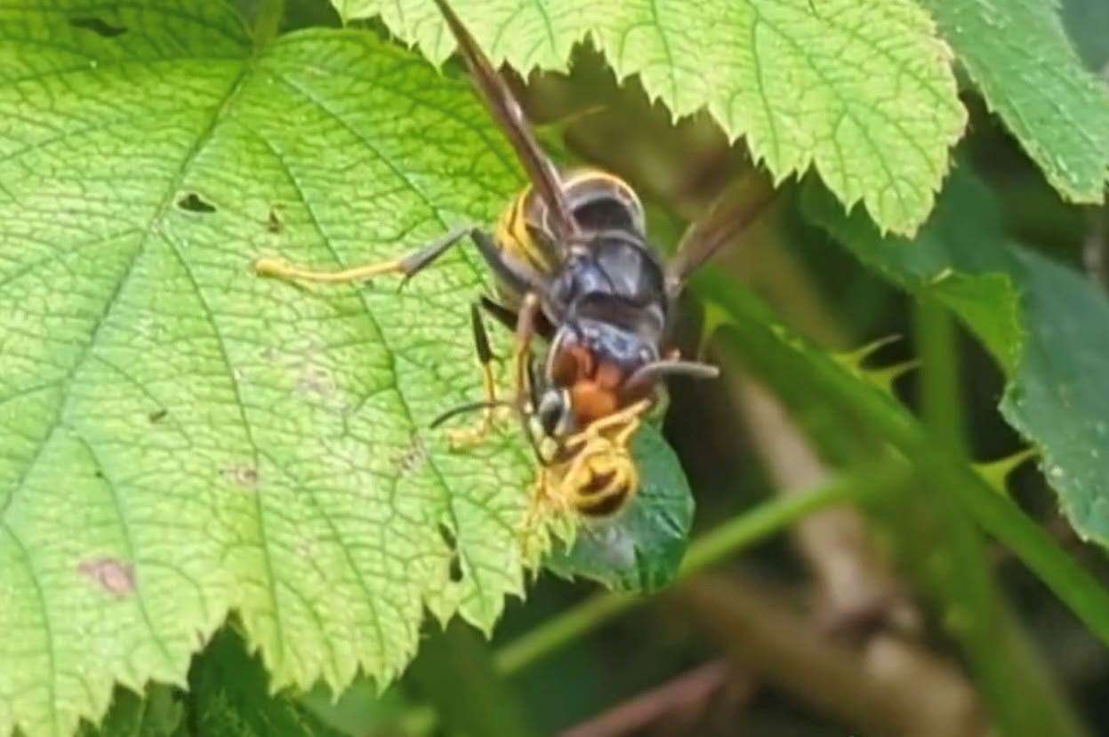 An Asian hornet was seen eating a wasp in Folkestone, Kent. Picture: Simon Spratley