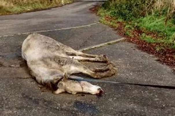 This grey warmblood horse was found in Ashford in November