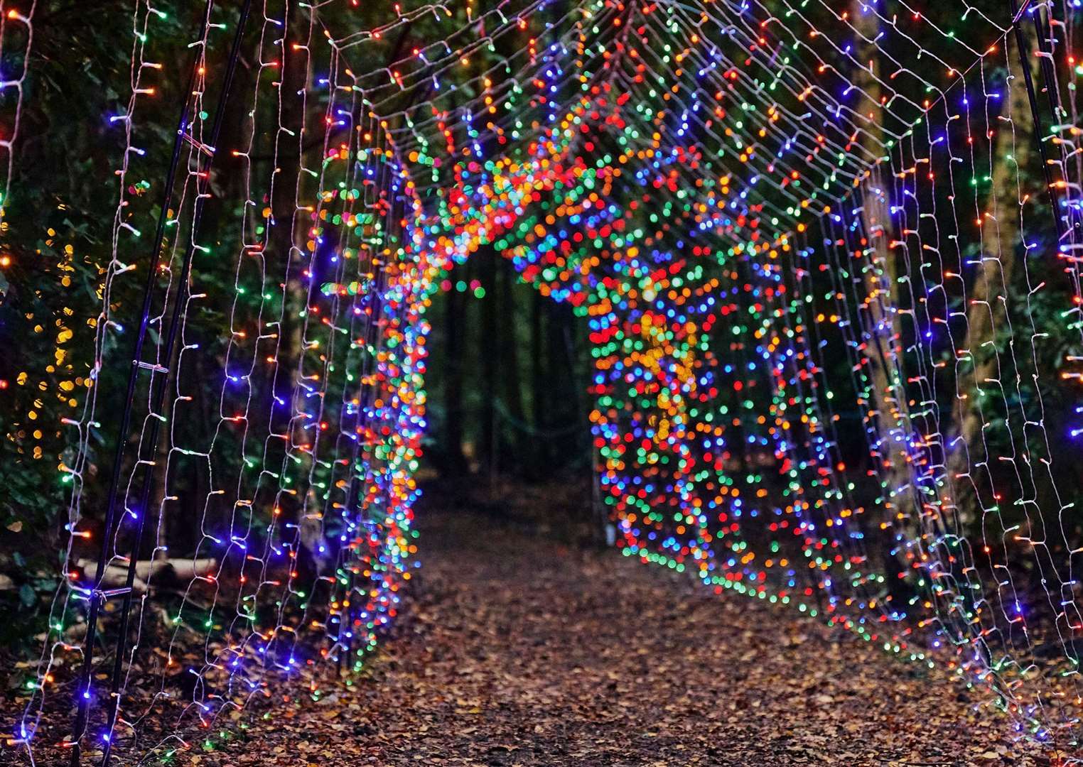 Follow the illuminated path into the woodlands where you will find Betteshanger’s creepy Nightmare Before Christmas trail. Picture: Tom Webb