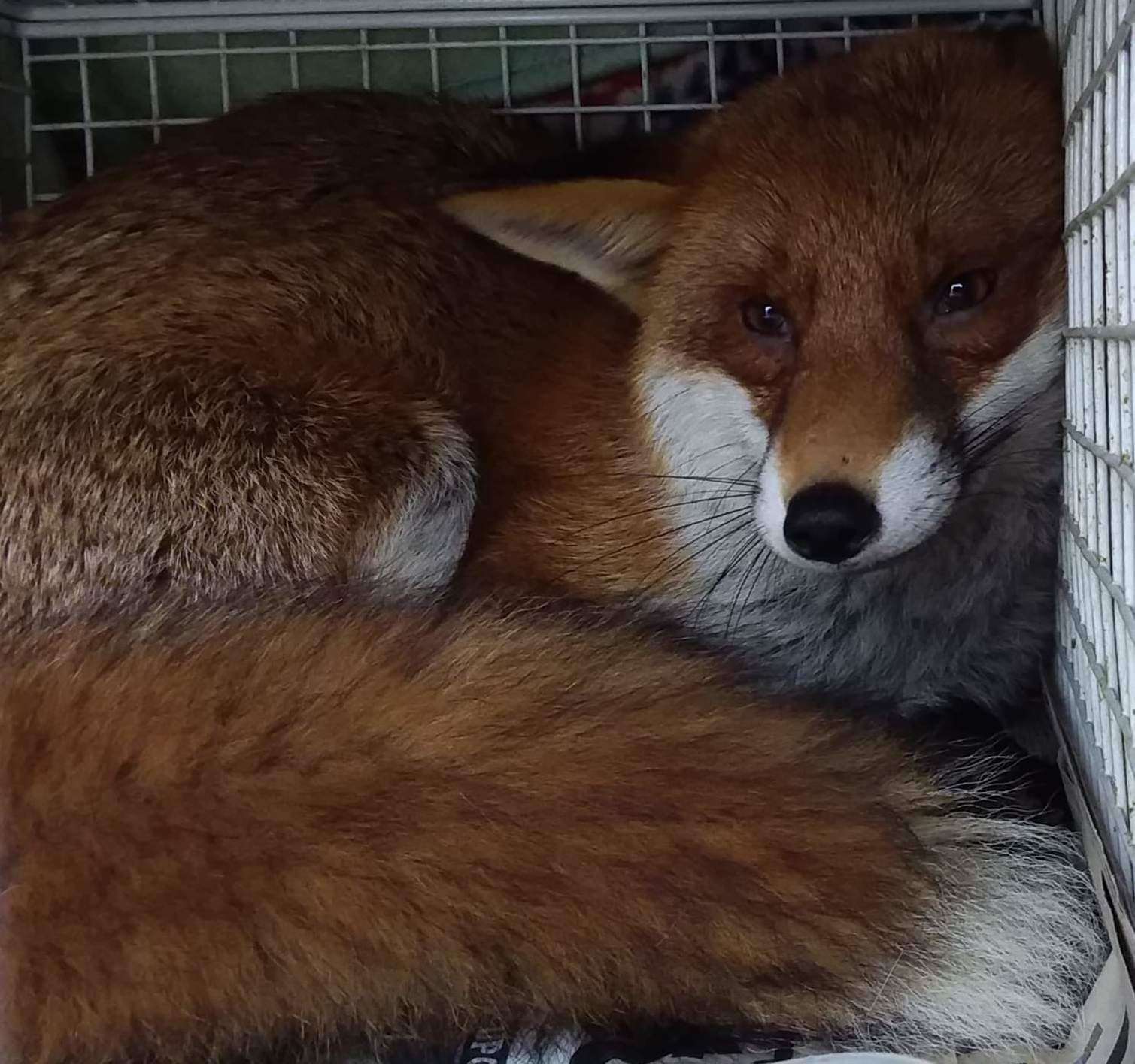 The fox was rescued by Nicola Honey