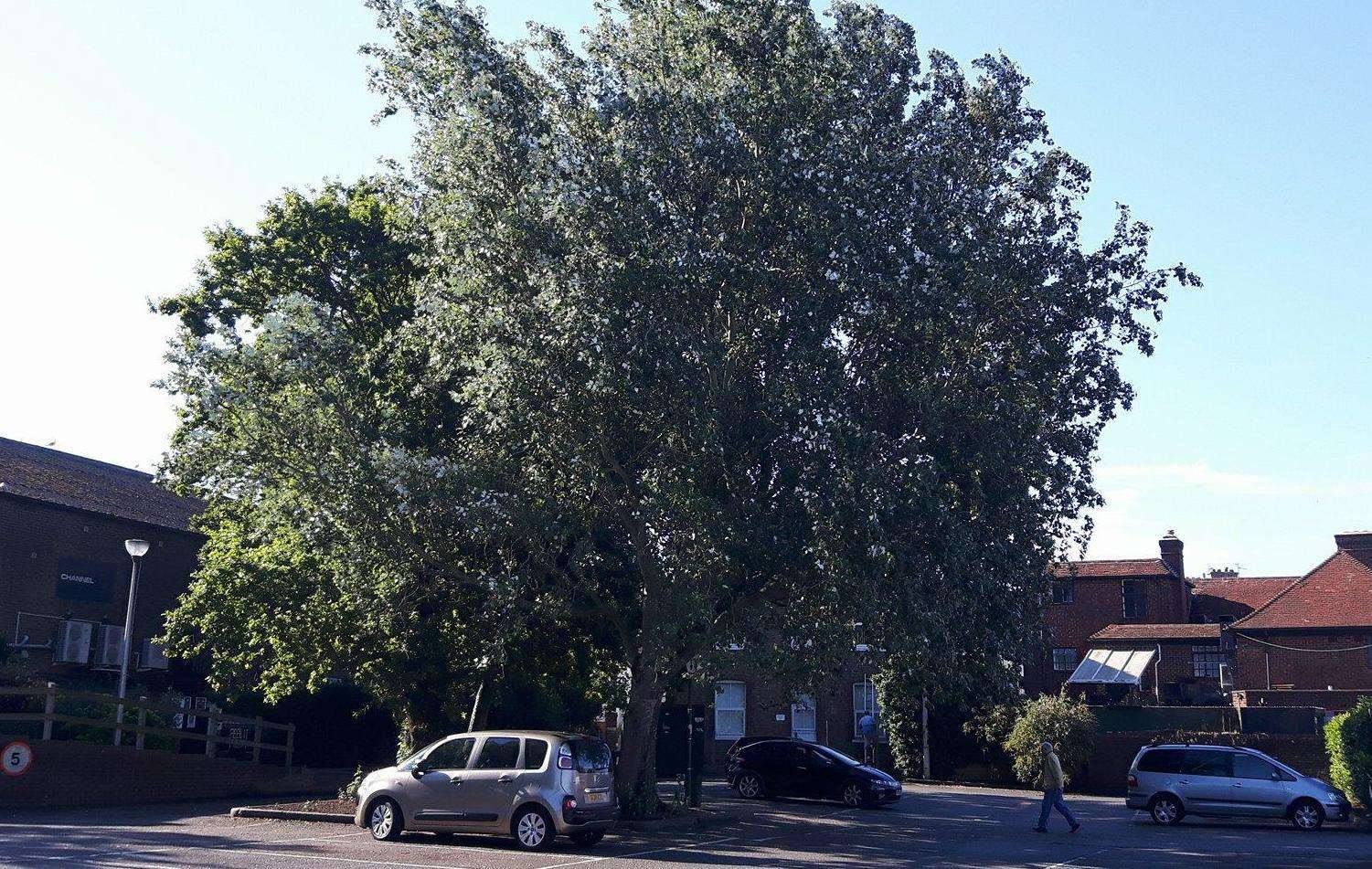 One of the mature trees proposed to be felled as part of Aldi’s plans
