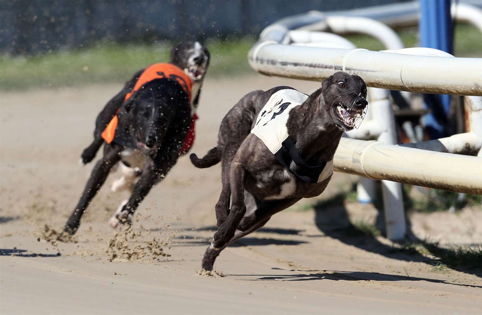 A race at Perry Barr Greyhound Stadium (David Davies/PA)
