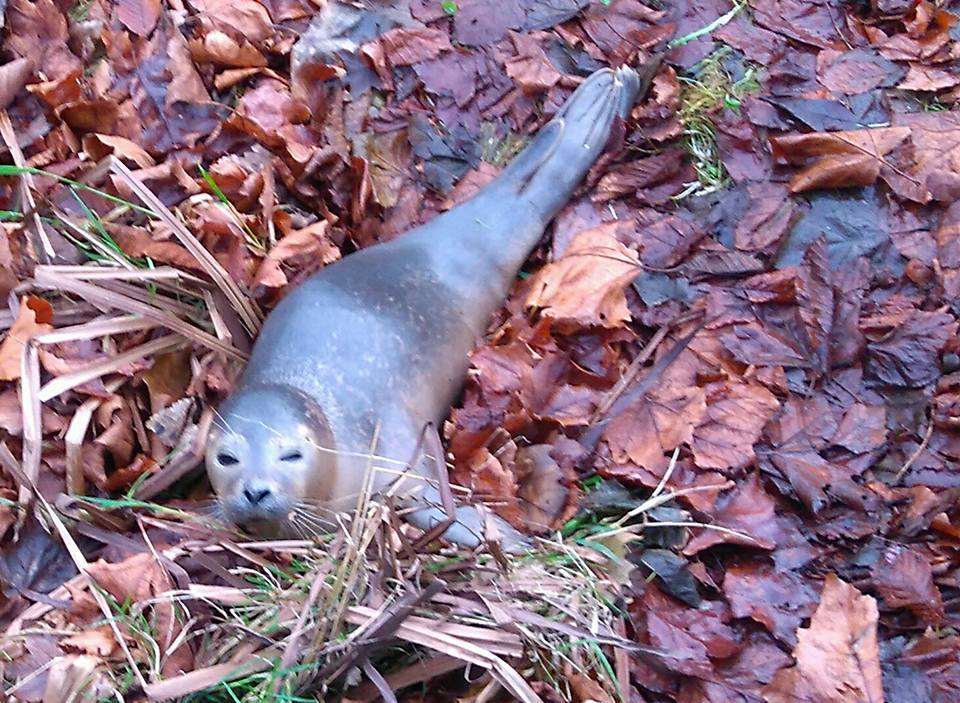 The winking seal on the bank close to the River Dour. Picture: Nina Milton