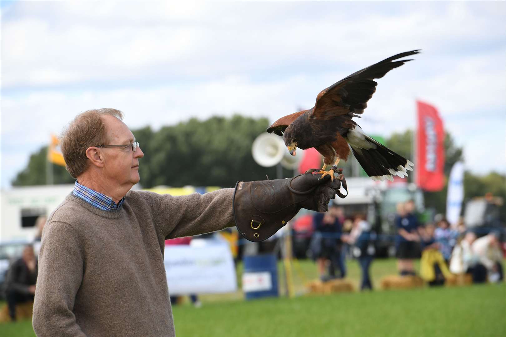 A modern day example of a Harris Hawk held by jesses attached to her legs