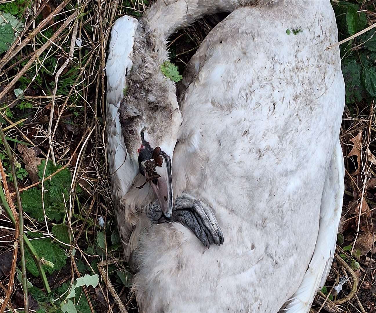 The swan was found with head injuries in brambles along the River Stour in Canterbury. Picture: Leo Slayter
