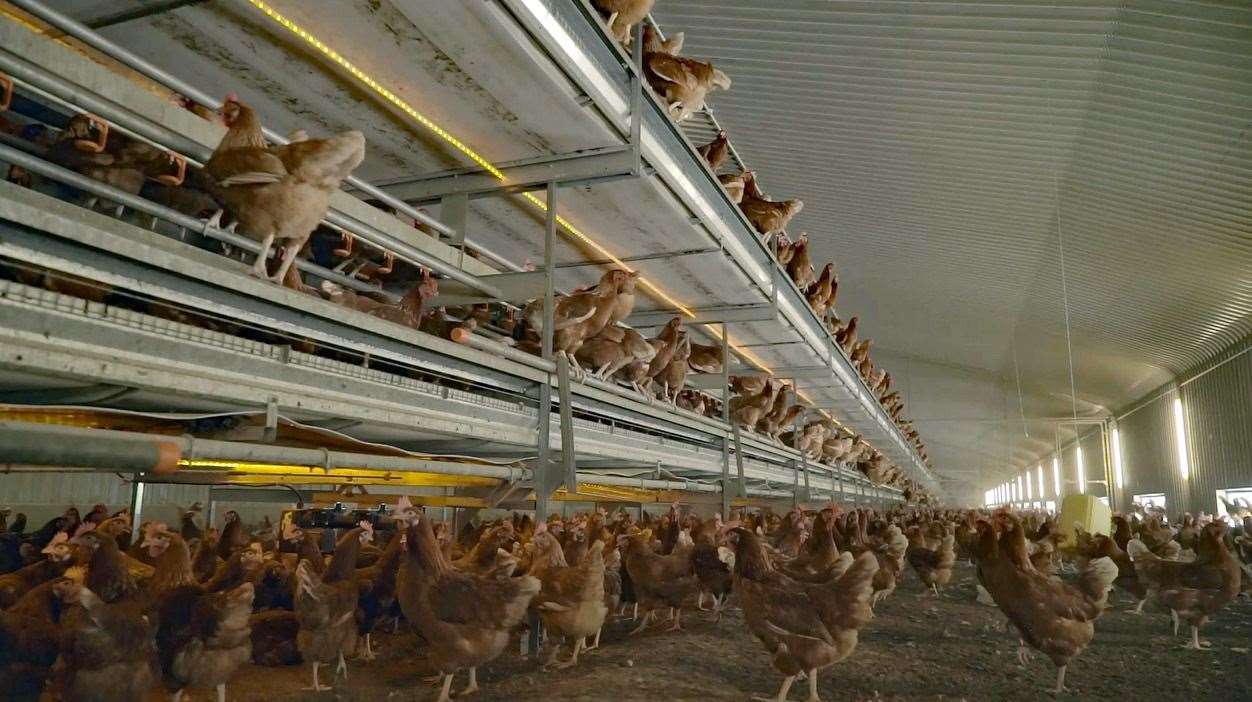 Hens at a free-range Fridays Ltd egg farm. Picture: Fridays Ltd