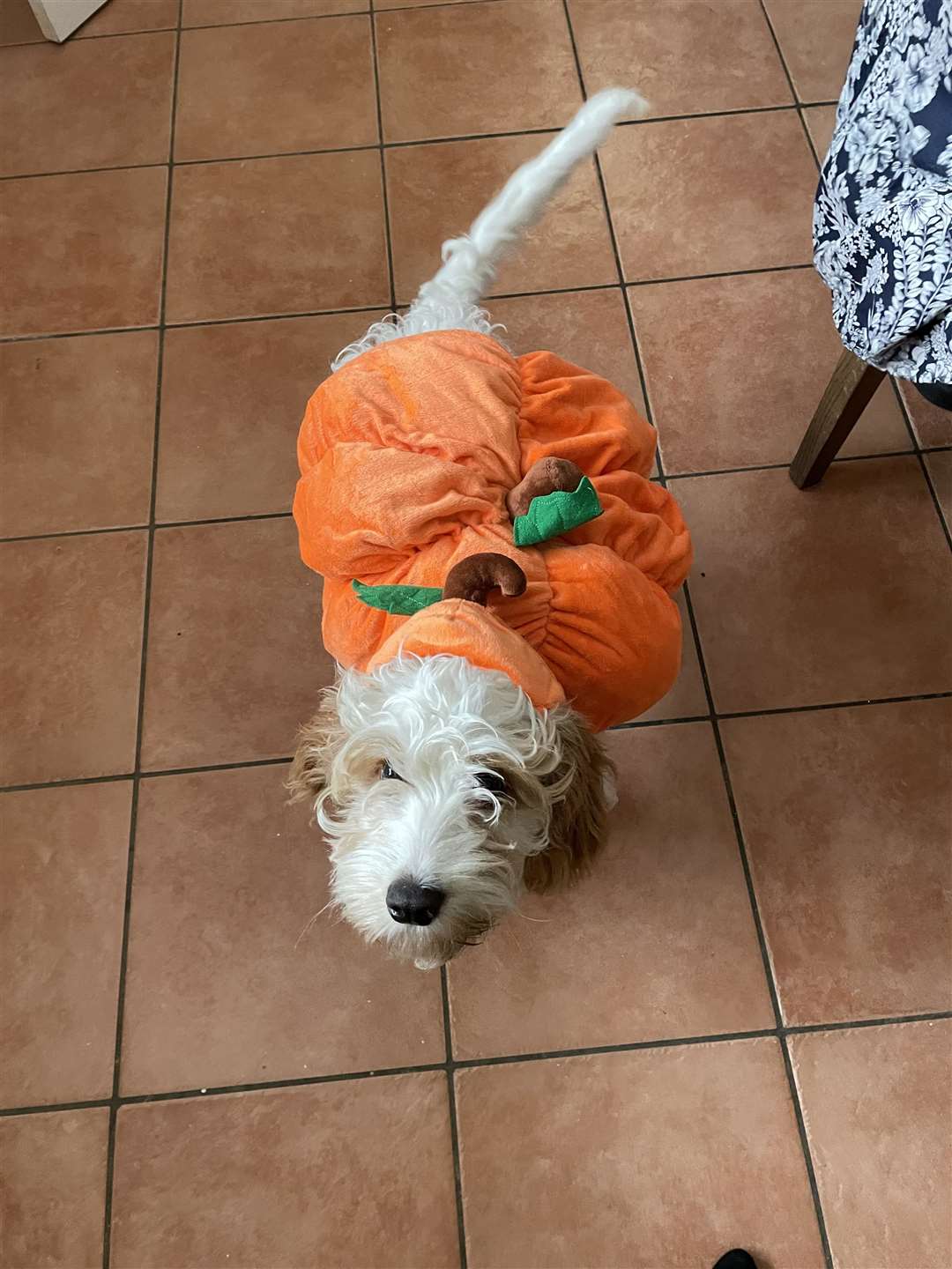 Basil dressed as a pumpkin