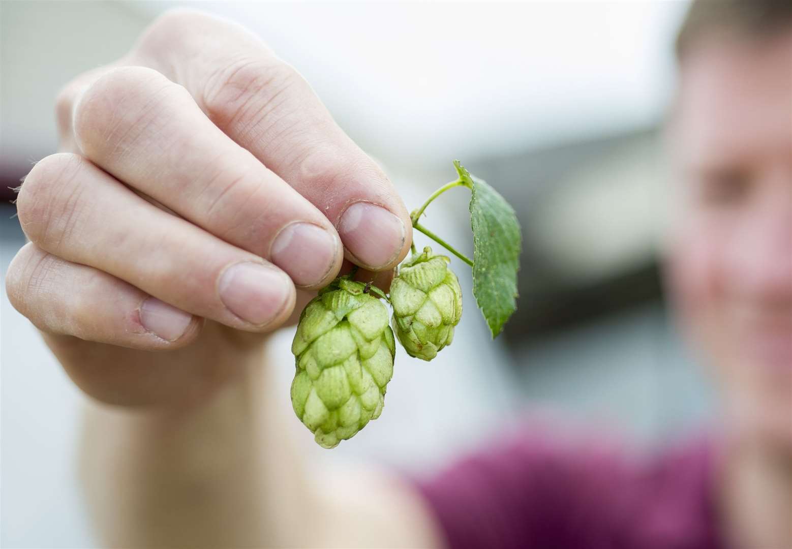 The five-year project will look to create more resilient hops. Picture: Andy Payton