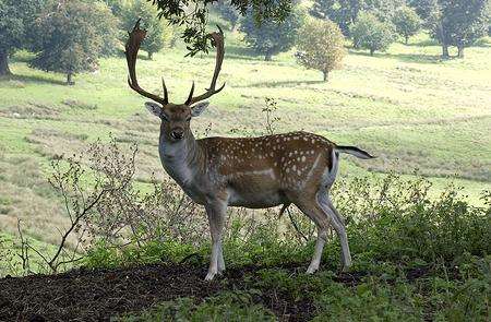 Deer at Boughton Monchelsea Place estate near Maidstone
