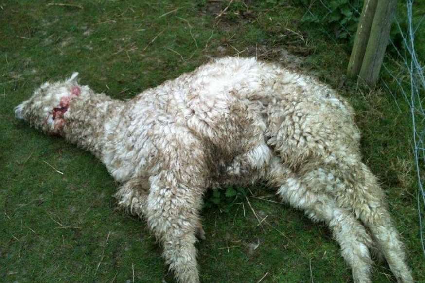 A dead alpaca, one of two savaged by Staffordshire bull terriers