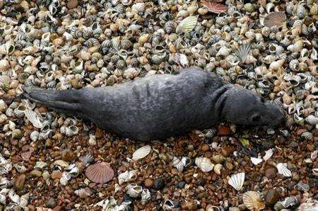 A lost seal sought refuge in Folkestone's Marine Crescent.