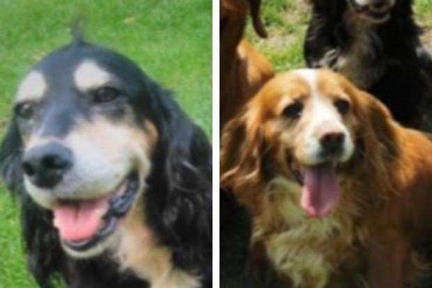 Police are appealing for information after two cocker spaniels (Lucy, left, and Milly, right) were stolen from a back garden. Picture: Kent Police