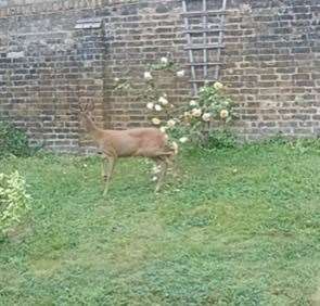 The deer was snapped in the grounds of the Wisdom Hospice