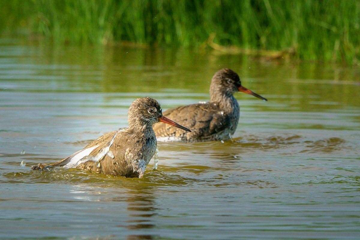The Seasalter Levels are one of the prime spots in the country to spot wading birds, such as these redshanks