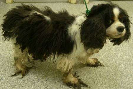Charlie the King Charles spaniel was found with rotting teeth and a heart condition in Canterbury woodland