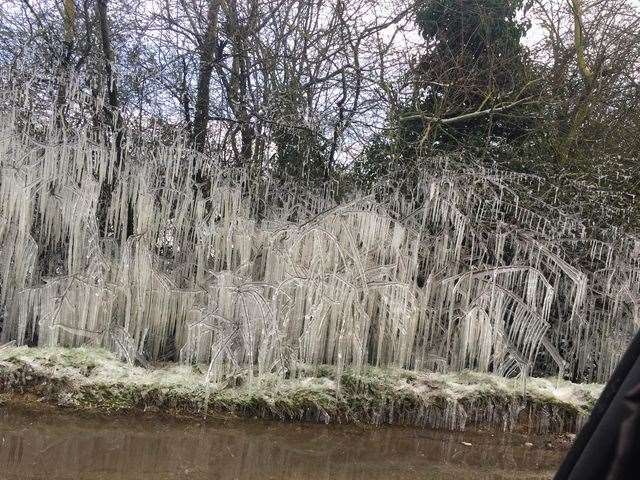 Icicle hedge at Eastchurch on Sheppey spotted by Krystal Pearce