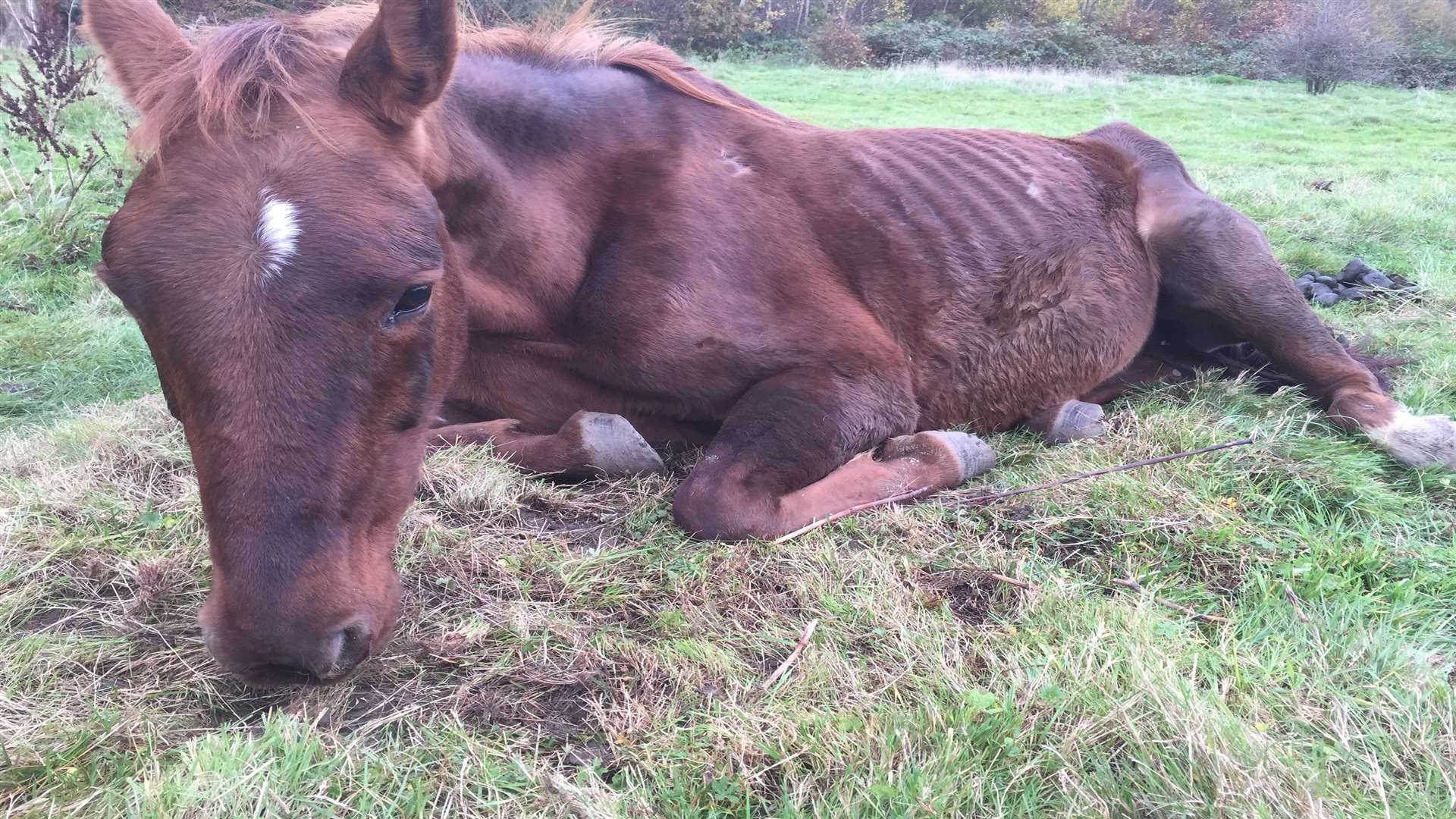 The horse died within hours