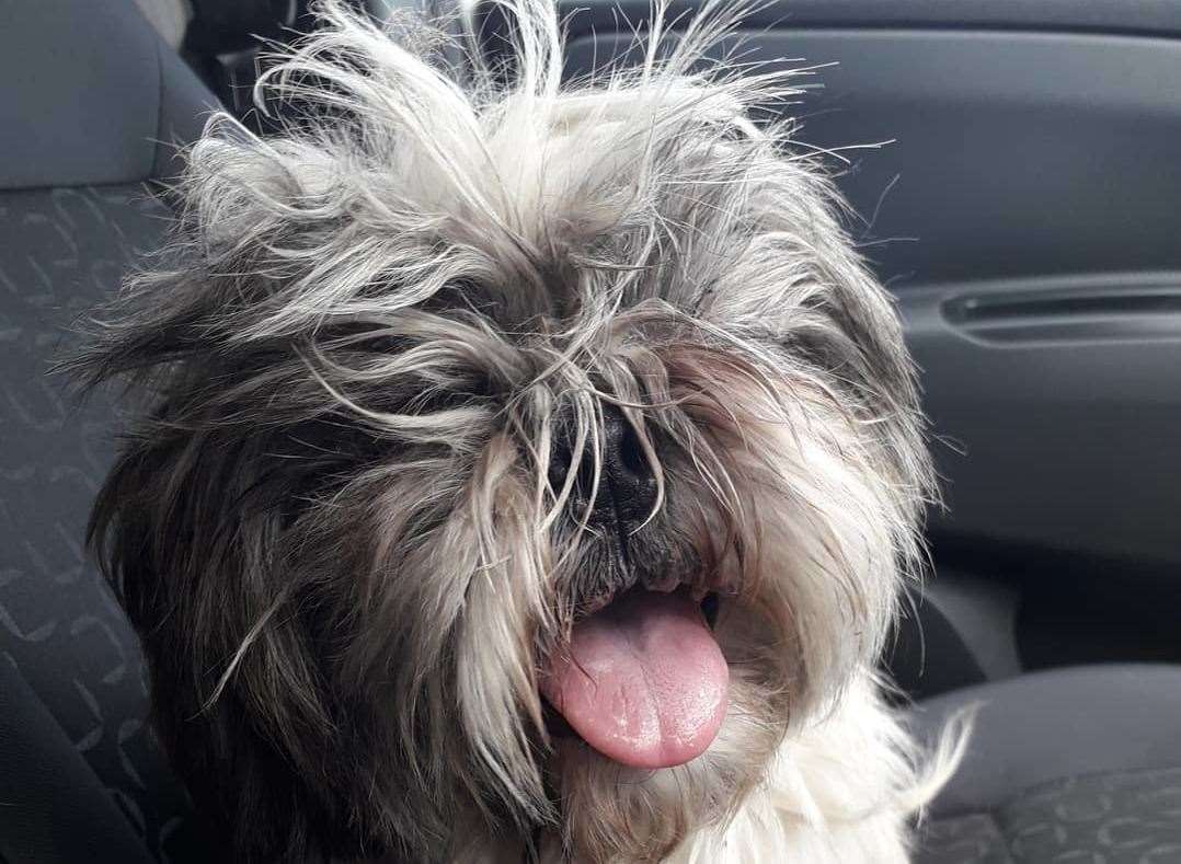 The Shih Tzu was said to be in a "very poor" condition and was "extremely matted". Picture: Swale Council's stray dog service