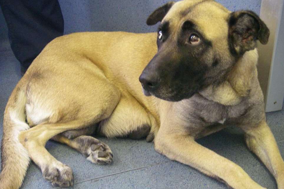 Angel had to be put down after her owner left her untreated
