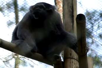 The animals have been living in the Canterbury zoo until now. Picture: The Aspinall Foundation
