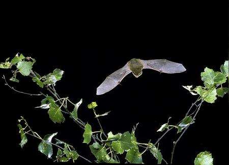 A common pipistrelle. Picture: Hugh Clark/Bat Conservation Trust