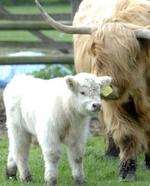 Little Samson with his mother Goldie.
