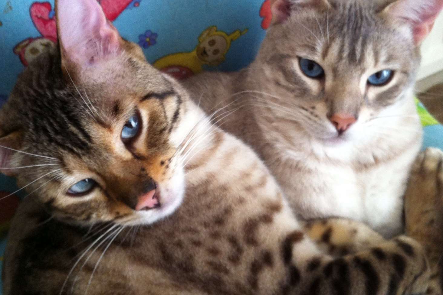 Nuzzle and Scratch have been missing since Wednesday