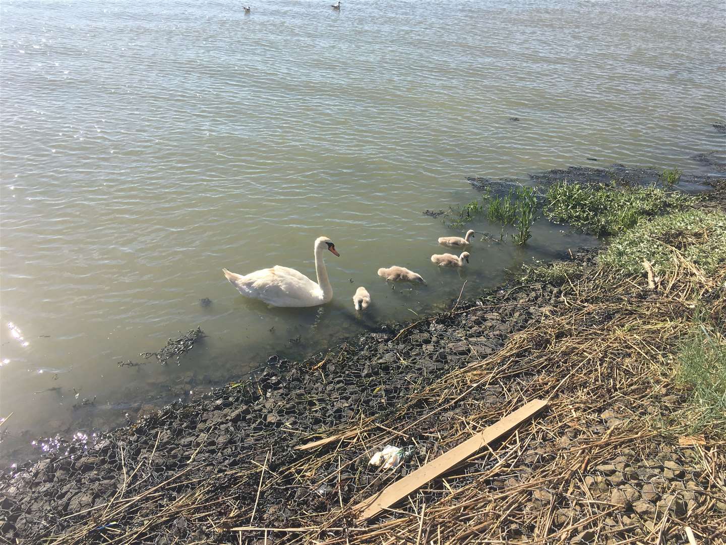 The family of swans on the River Medway in Rochester (16533457)