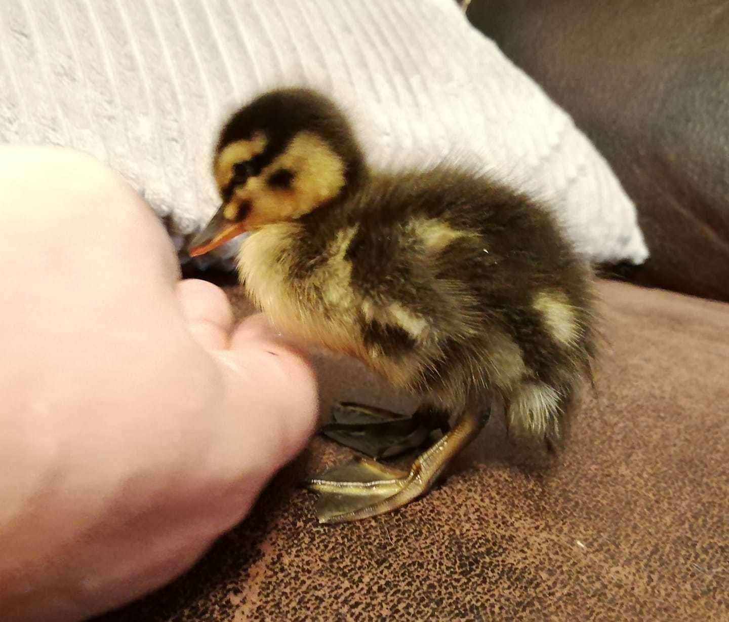 Francis the duckling was found on top of Bluewater shopping centre. Picture: Anim-Mates (11816639)