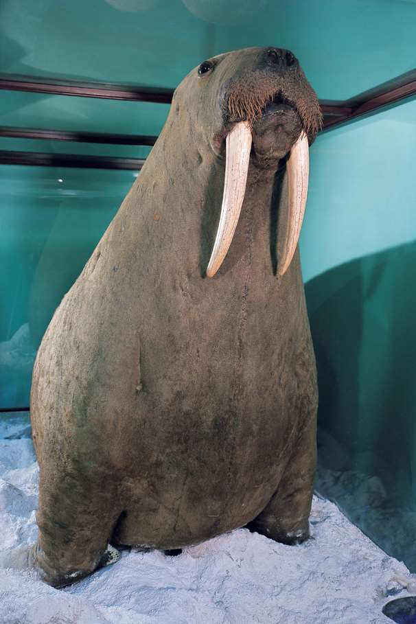 The Horniman Walrus, coming to Margate's Turner Contemporary