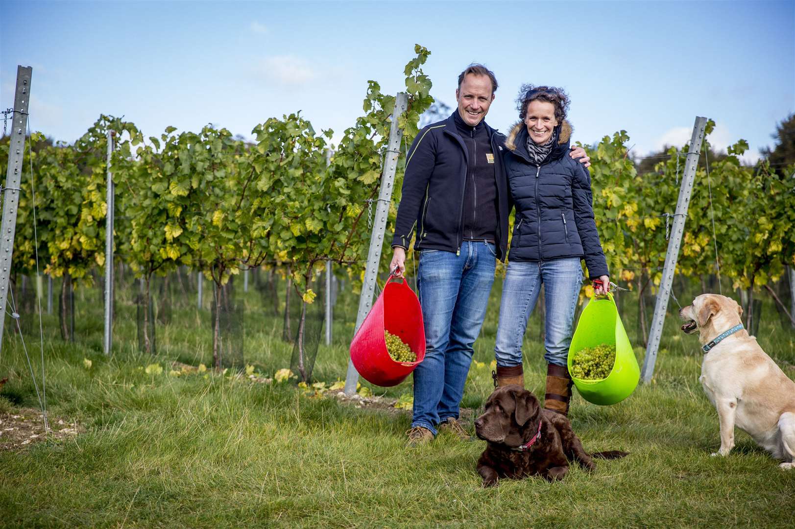 Charles and Ruth Simpson bringing in the grapes at their wine estate